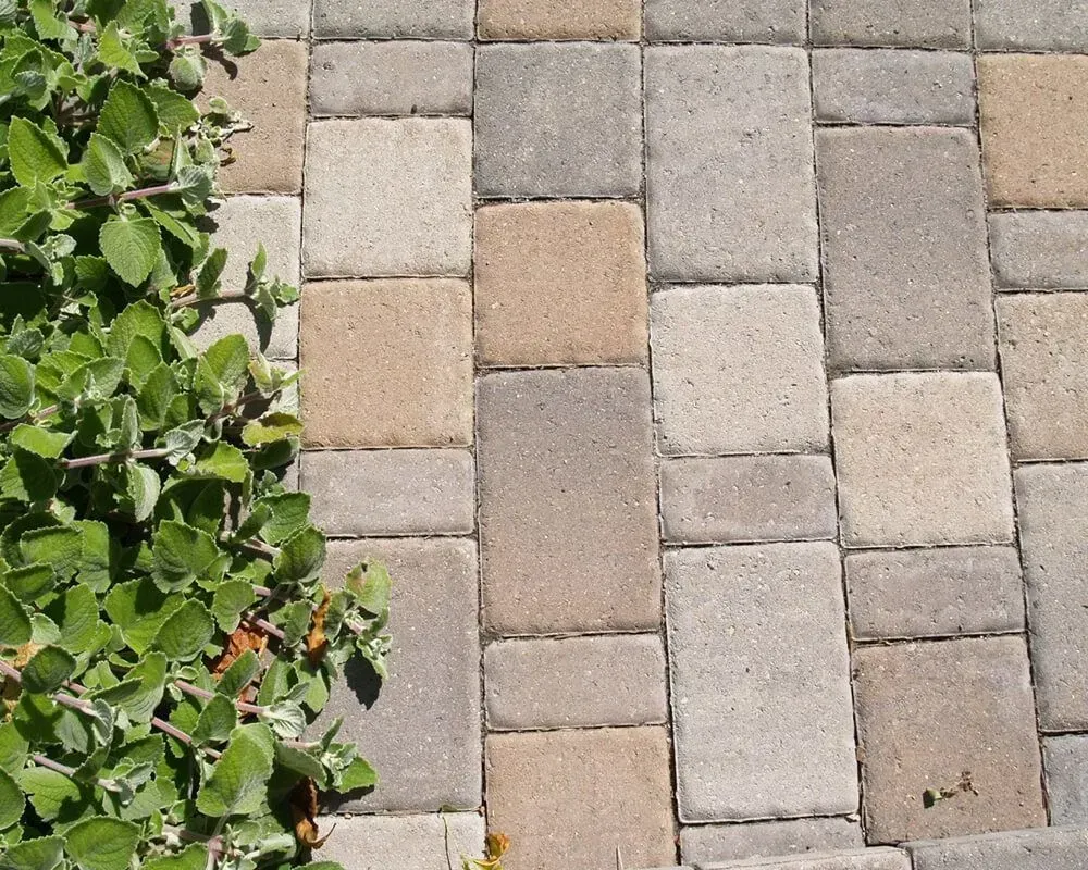 Paving stones in shades of beige and gray with green foliage in the left corner.