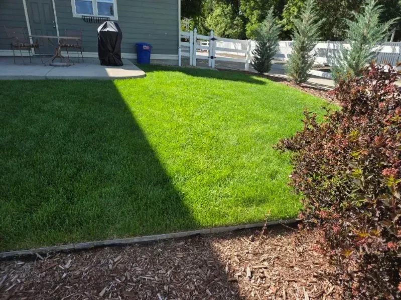 Green lawn in sunlight, a patio, and a bush with red leaves.