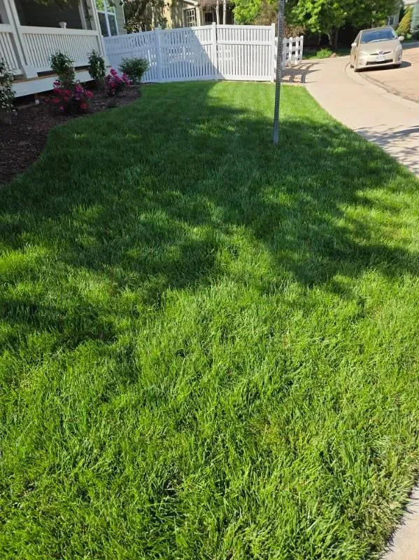 Green lawn in front of a house, a sunny day with shadows. A sidewalk and a fence are visible.