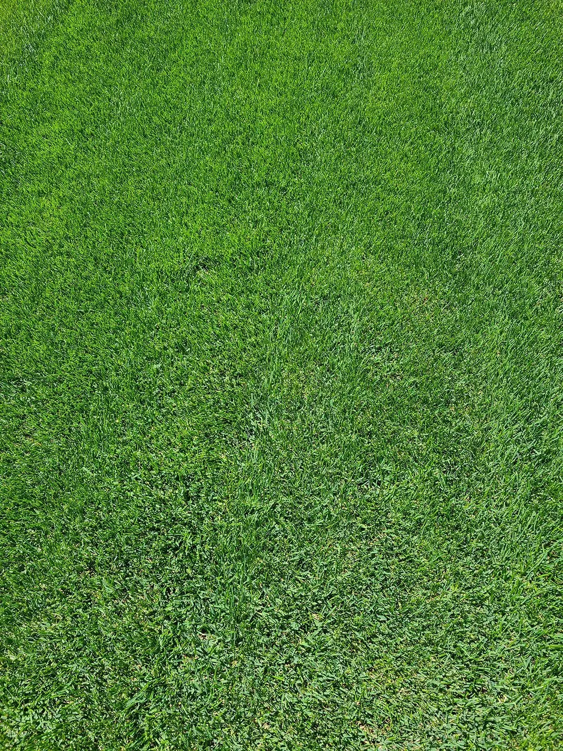 Lush green grass covers the ground.