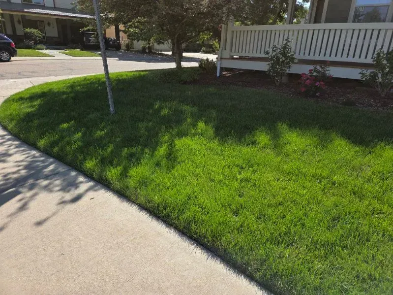 Green lawn next to a sidewalk and street in front of a white fence.