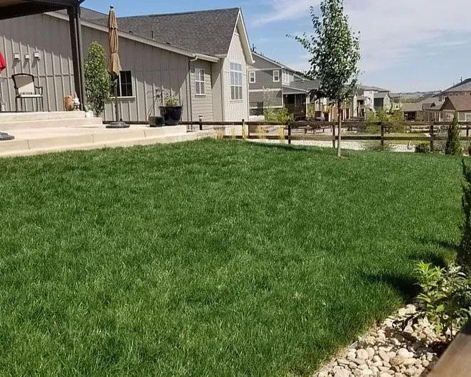 Lush green lawn in a backyard with a house, patio, and fence. Bright sunny day.