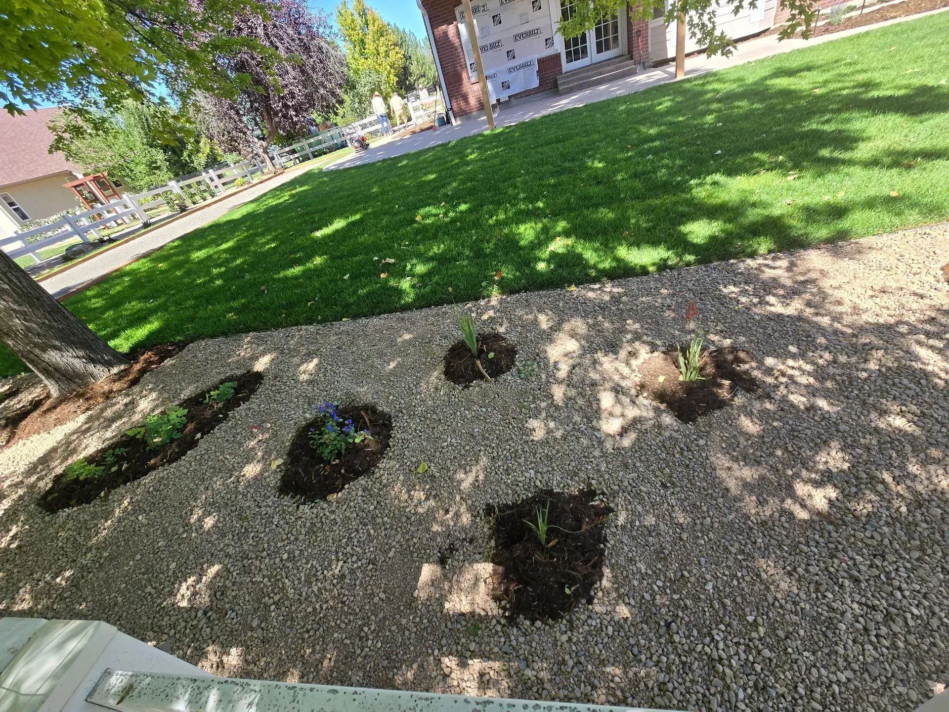 Garden bed with gravel and newly planted flowers next to a green lawn.