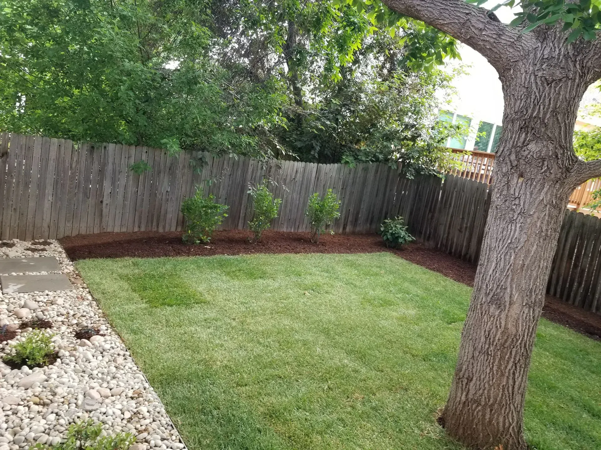 Backyard with a wooden fence, lawn, small bushes, and a tree.