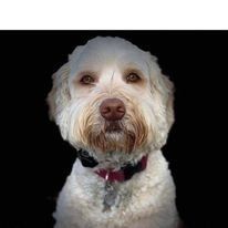 A close up of a white dog with a red collar on a black background.