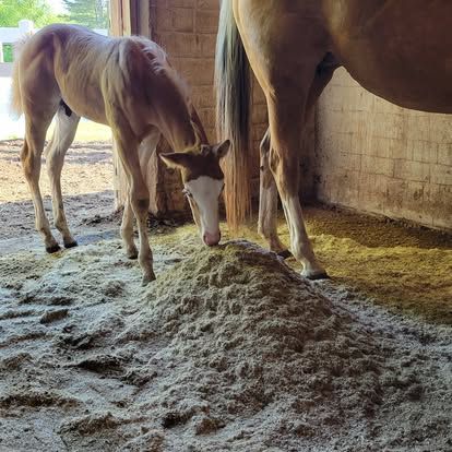 A foal is standing next to a horse in a barn eating hay.