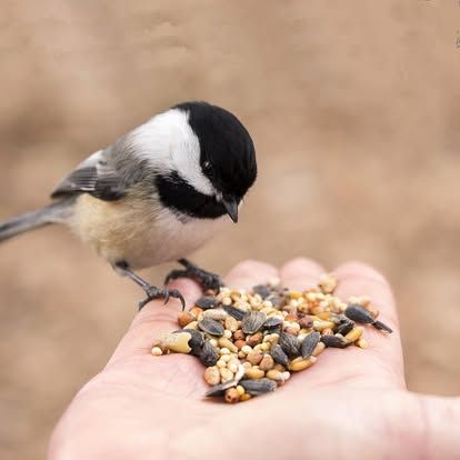 A small bird is eating from a person 's hand
