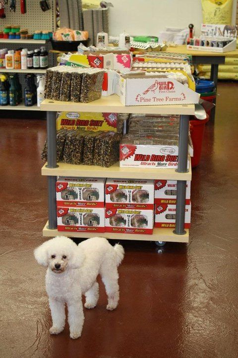 A small white dog standing in front of a display of dog food