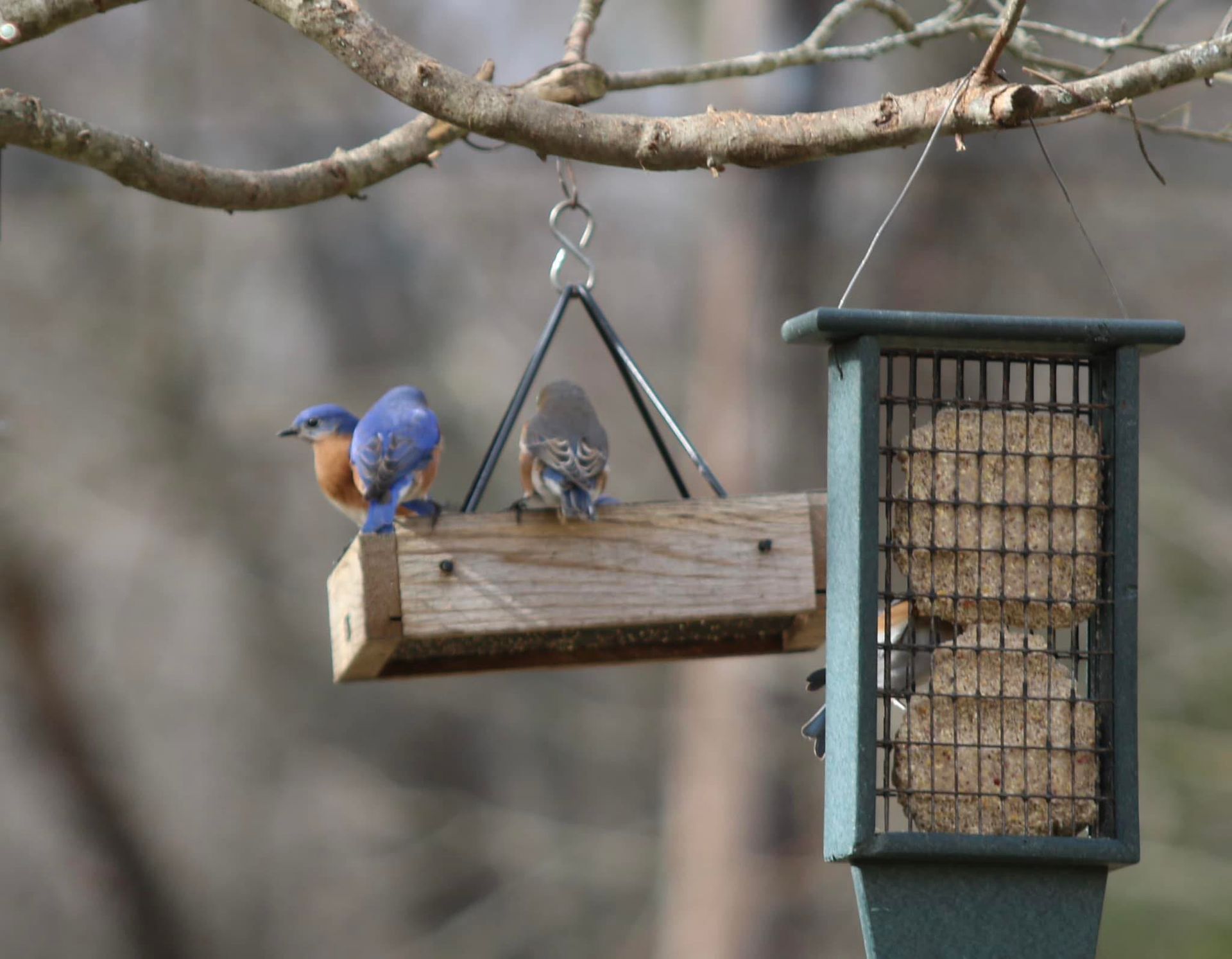 Two blue birds are perched on a bird feeder