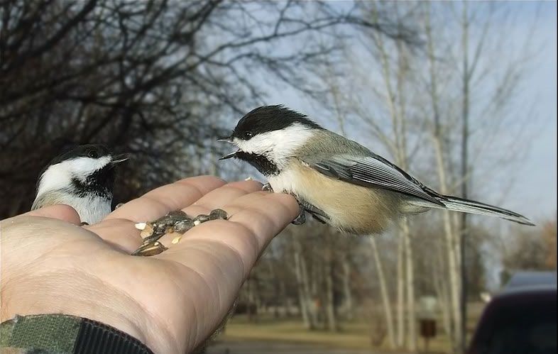 A person is feeding two birds from their hand