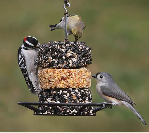 Two birds are perched on top of a bird feeder.