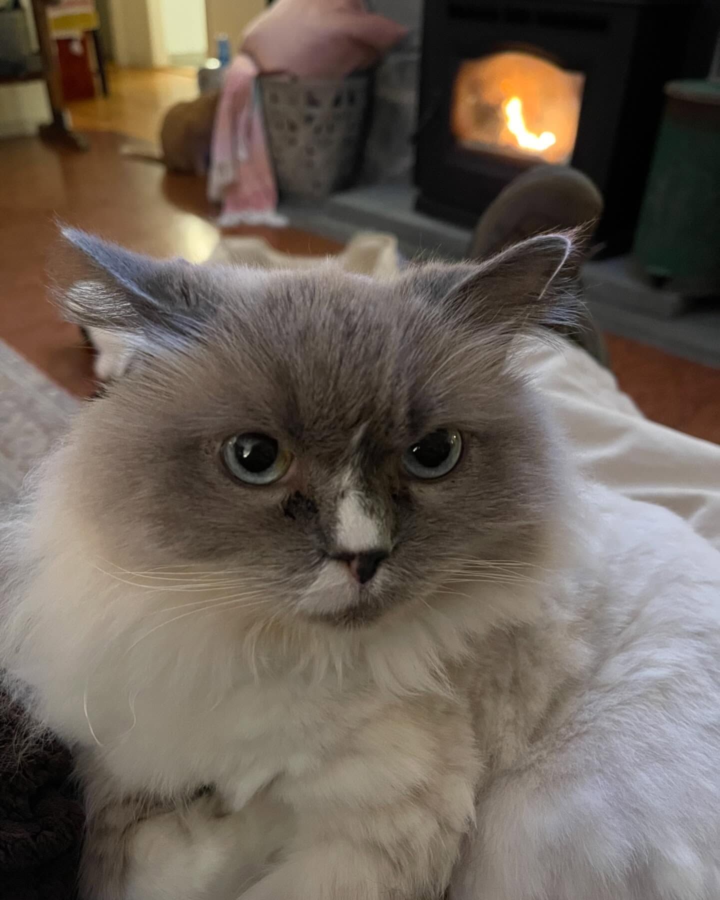 A cat is sitting on a person 's lap in front of a fireplace.