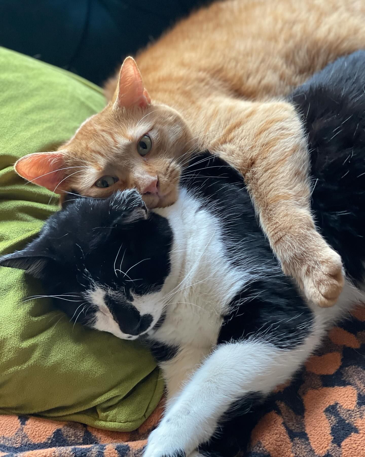 Two cats are laying next to each other on a couch.
