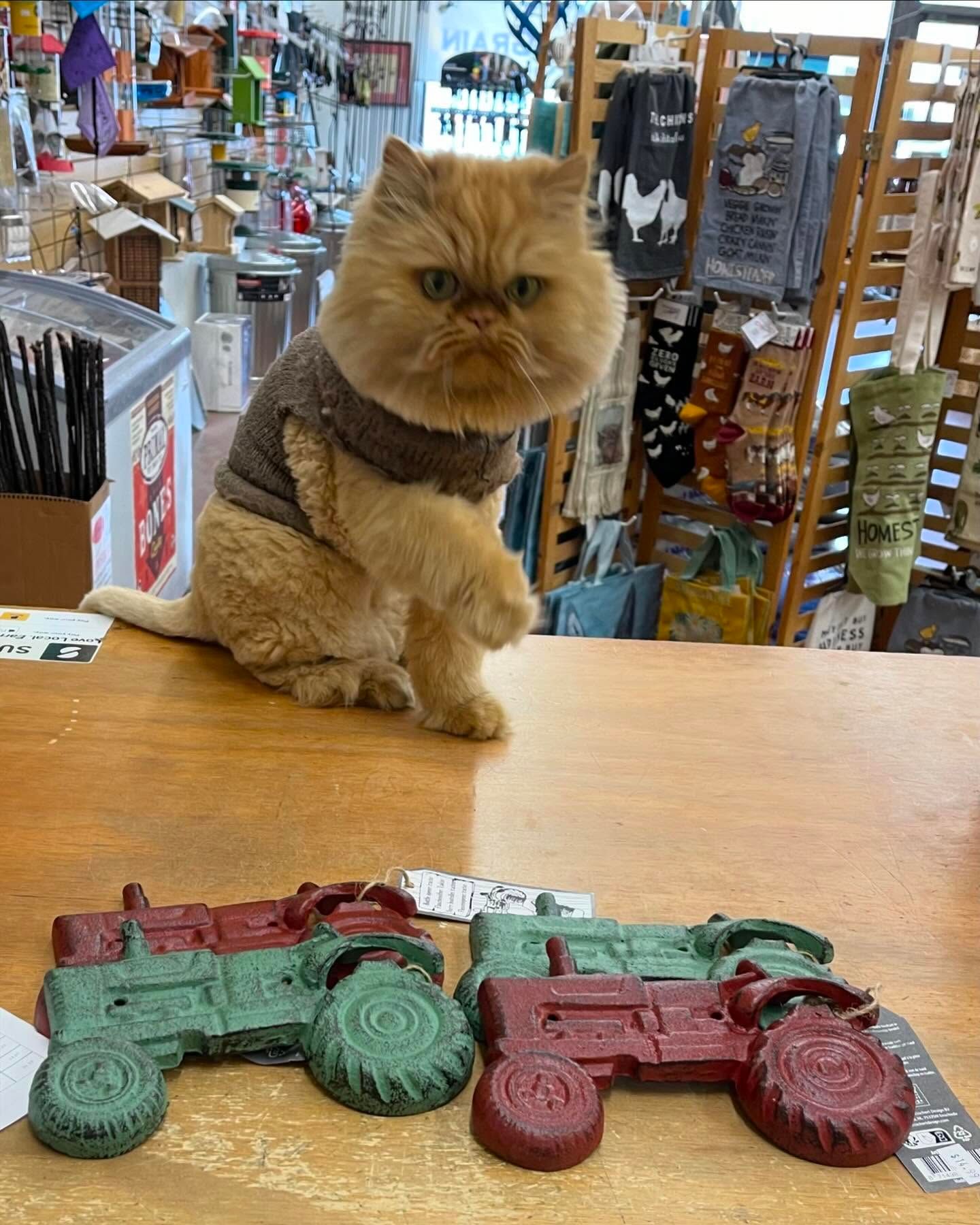 A cat is sitting on a counter next to two tractors.