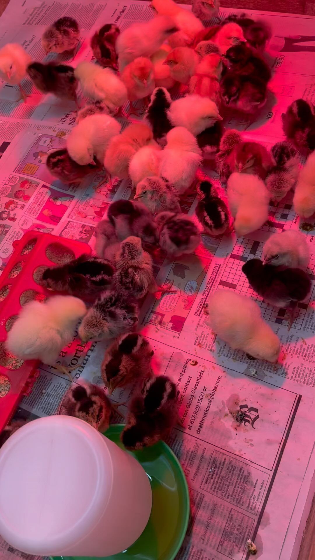 A bunch of baby chickens are sitting on top of a newspaper.
