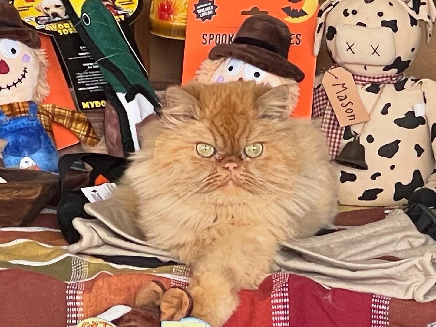 A cat with a tag that says mason on it