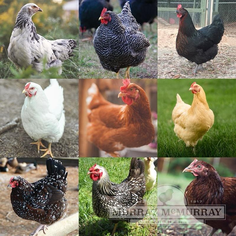 A collage of pictures of different types of chickens