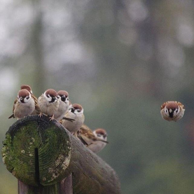 A flock of birds sitting on top of a wooden post.