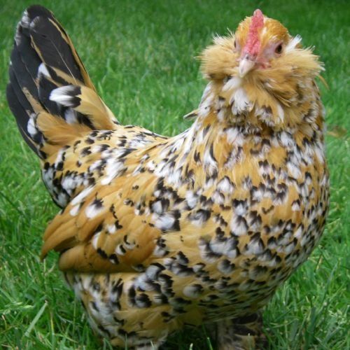 A close up of a chicken standing in the grass