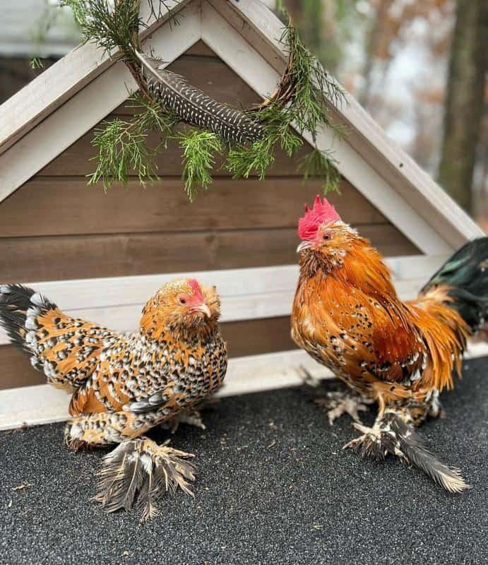 Two chickens are standing next to each other in front of a wooden chicken coop.