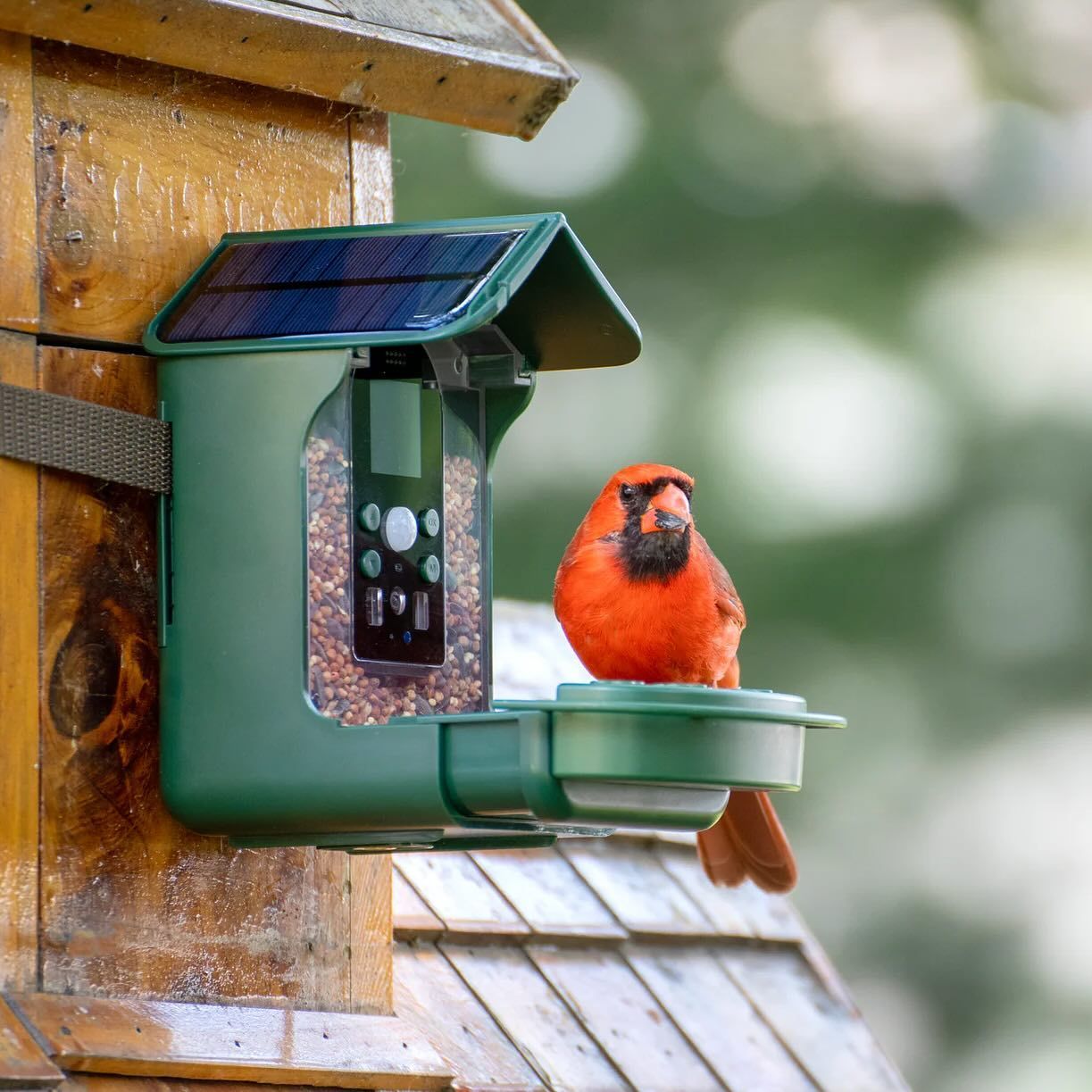 A bird is perched on a green bird feeder