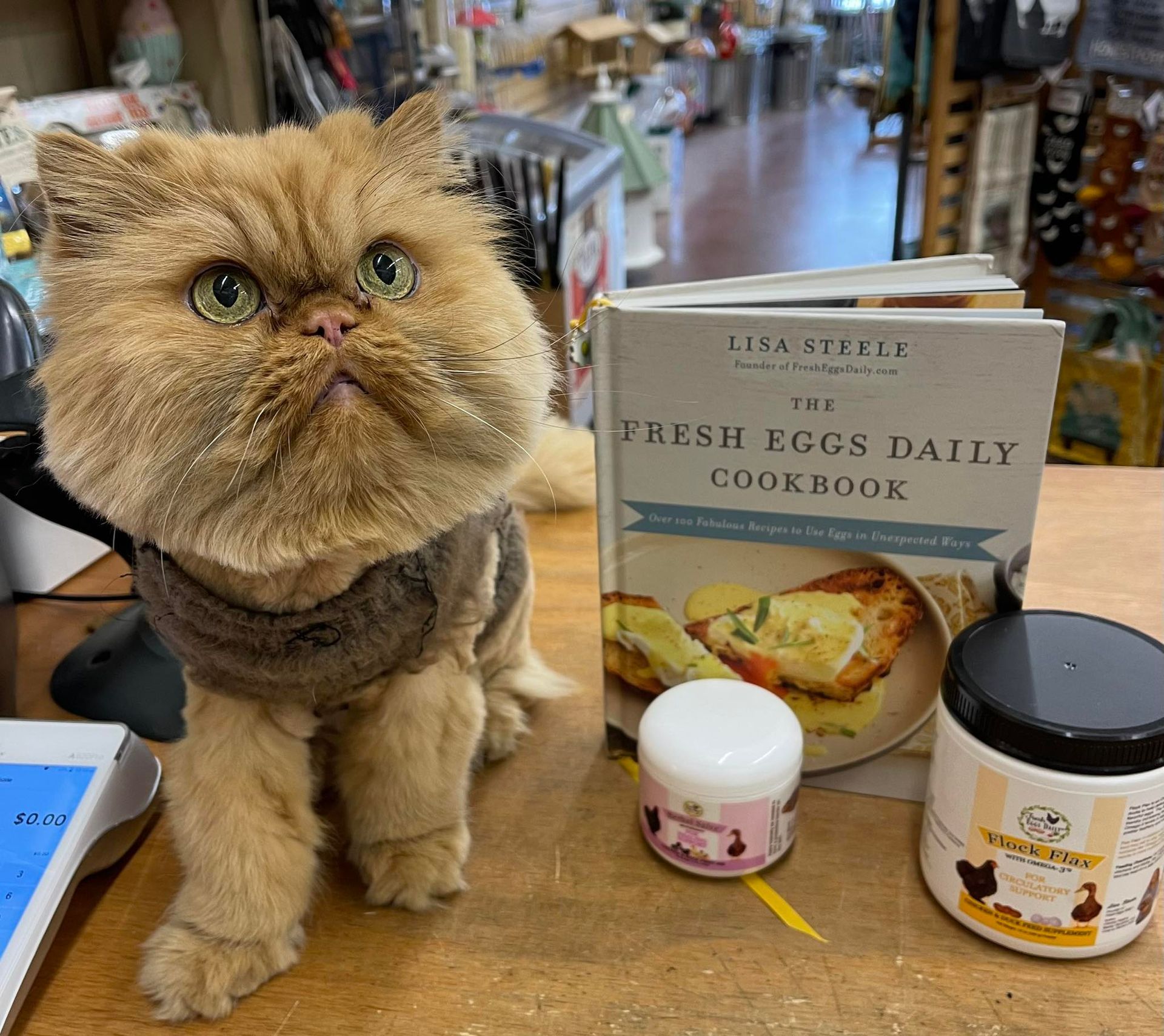 A cat is sitting next to a book called the fresh eggs daily cookbook