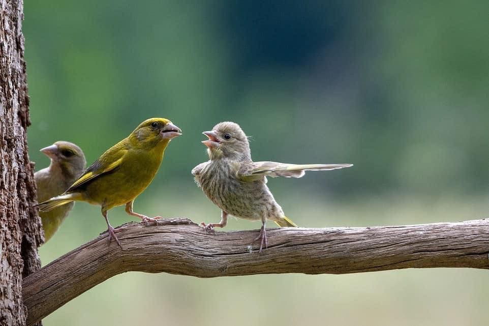Three birds are perched on a tree branch.