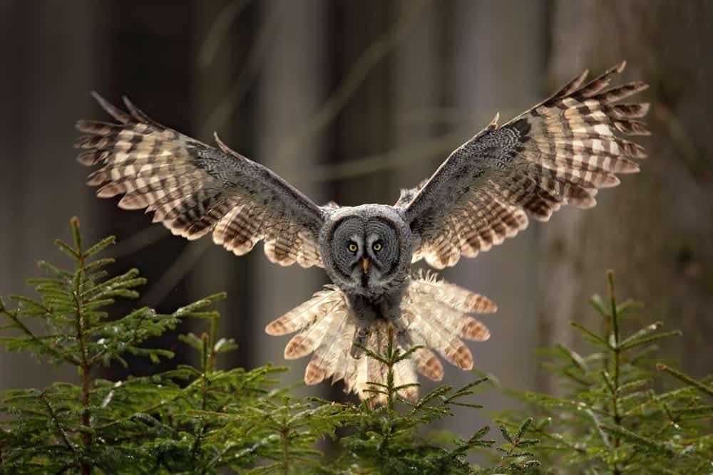 An owl is flying over a tree with its wings spread.