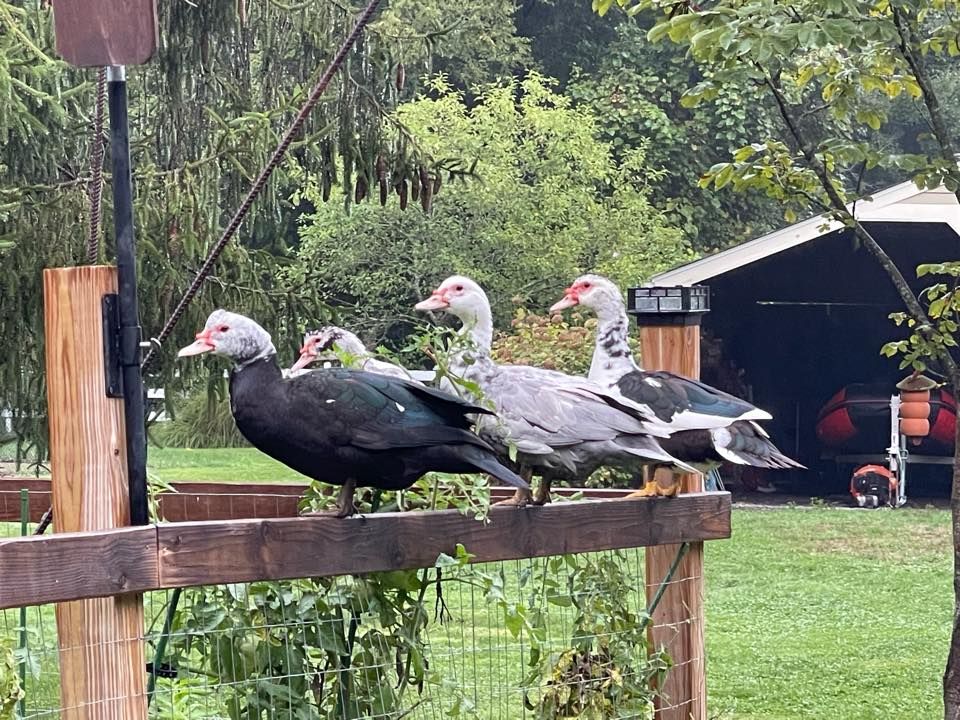 A group of ducks standing on top of a wooden fence.