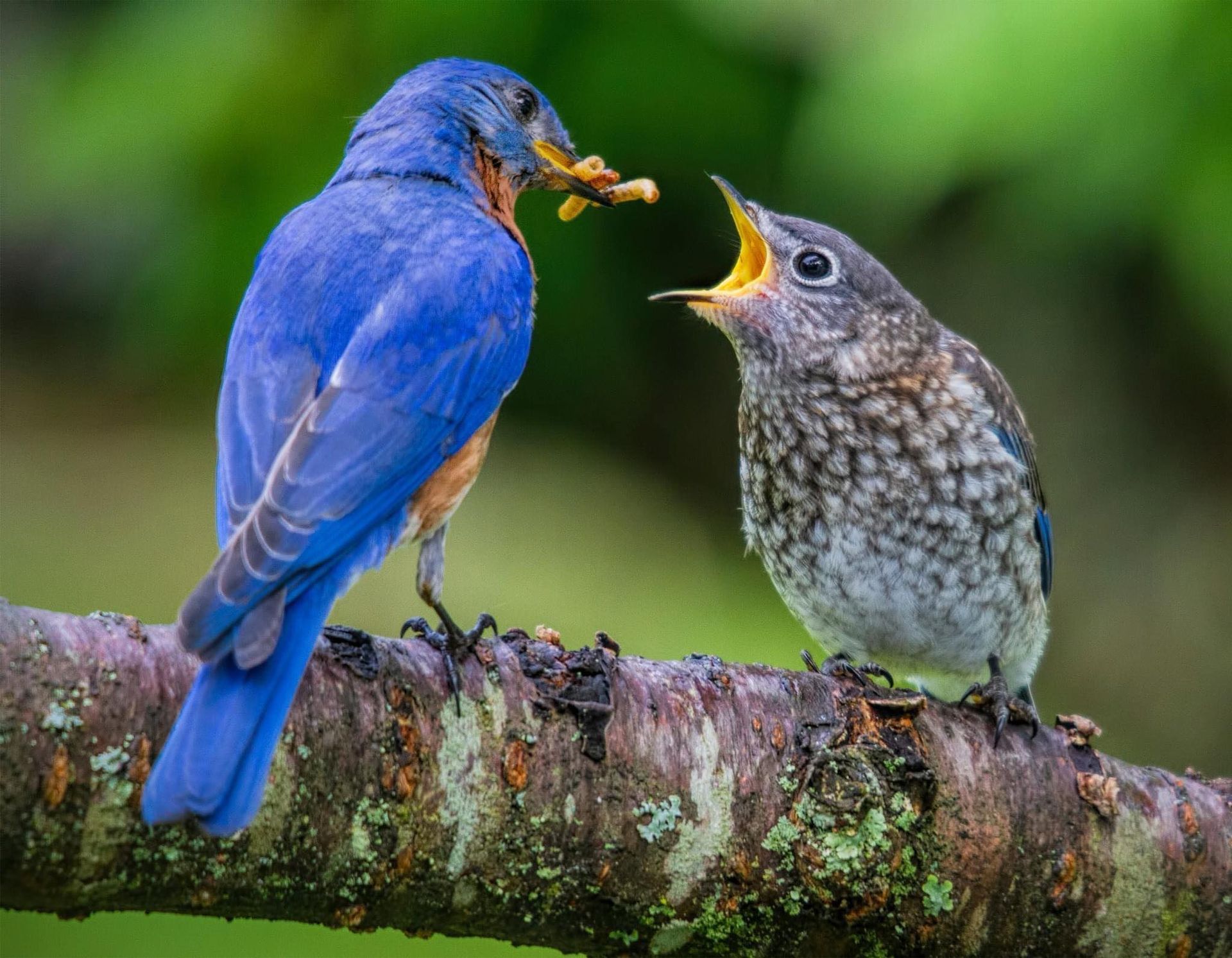 A blue bird is feeding a baby bird on a tree branch.