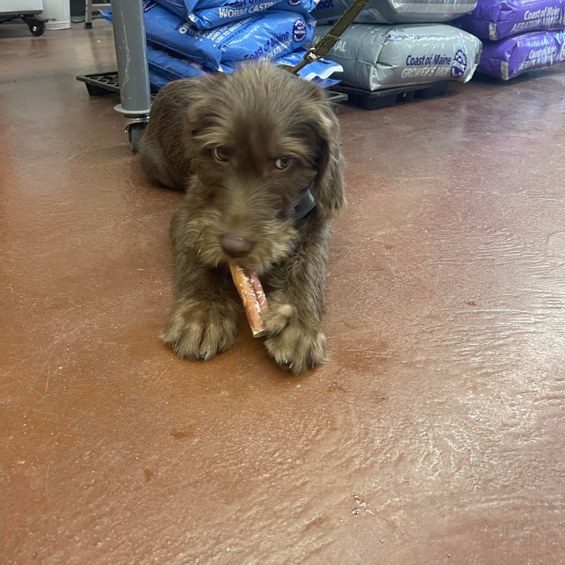 A brown dog is chewing on a carrot in a store.