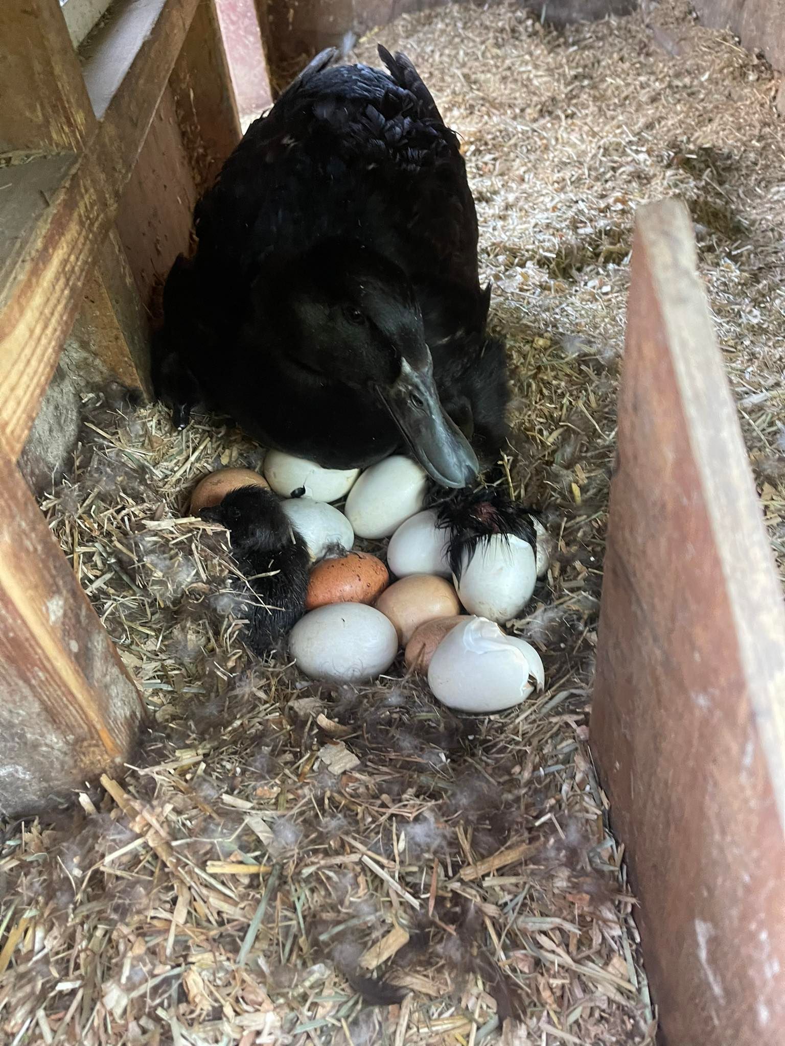 A black duck is laying eggs in a nest.