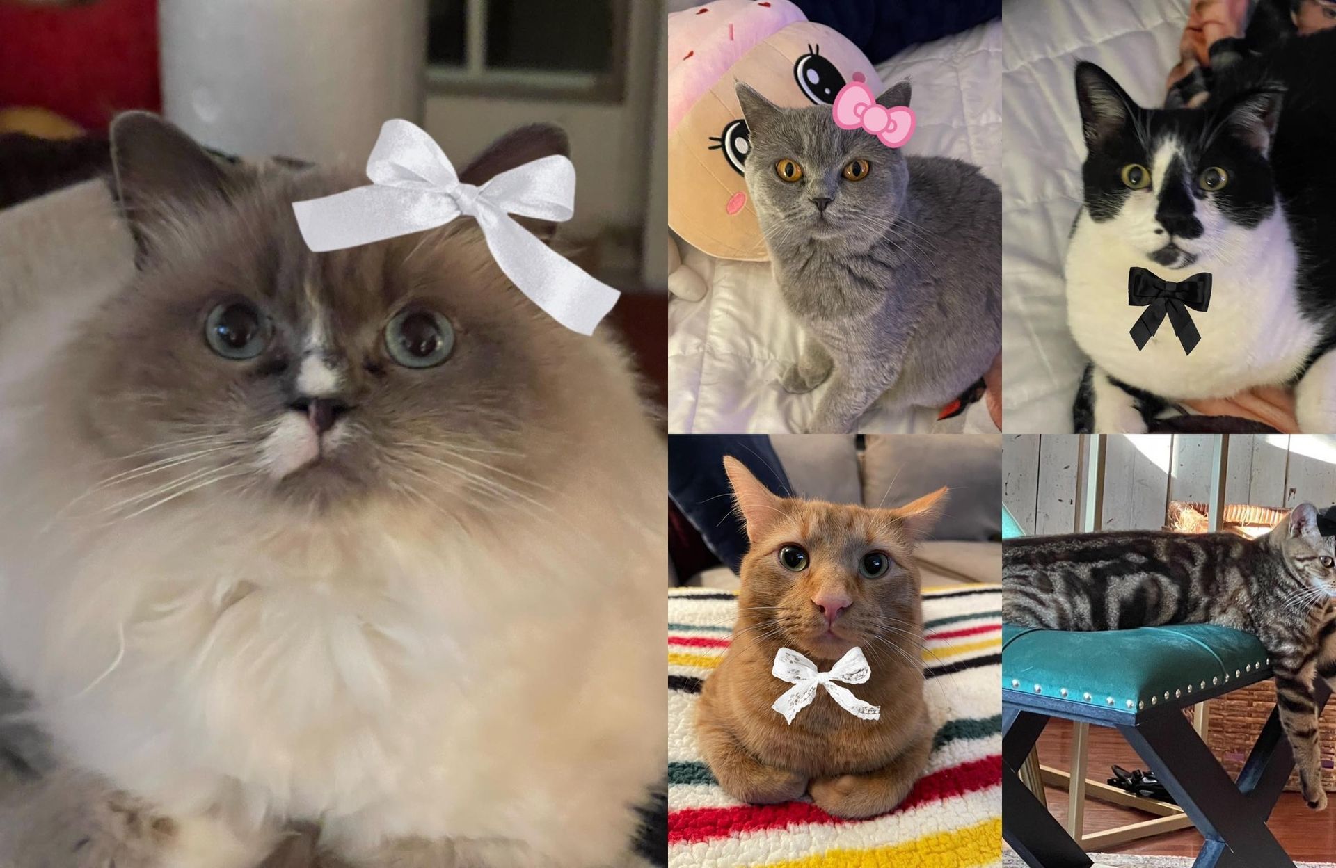 A collage of four pictures of cats with bows on their heads.