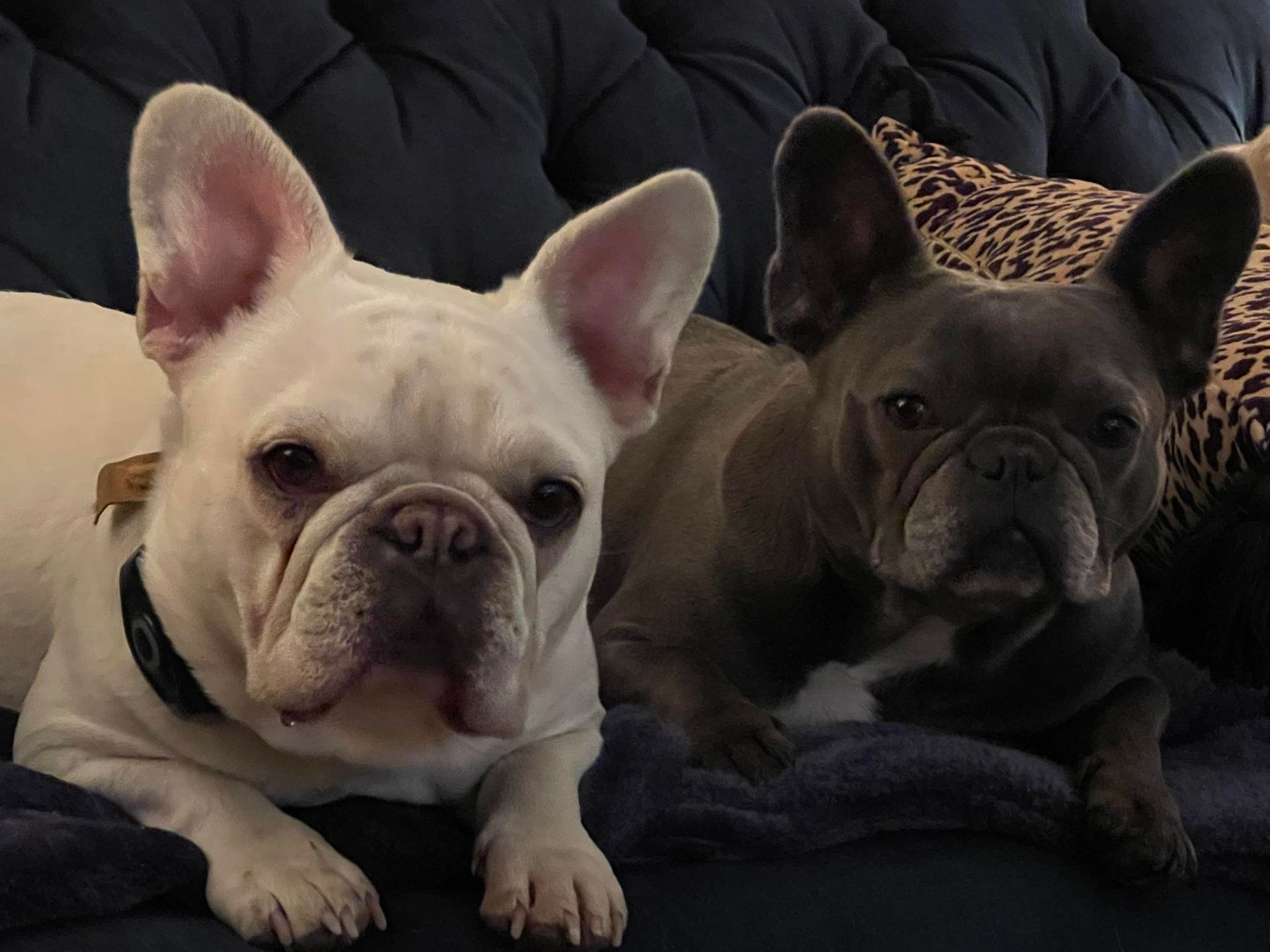 Two french bulldogs laying next to each other on a couch