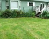 A green house with a lush green lawn in front of it.