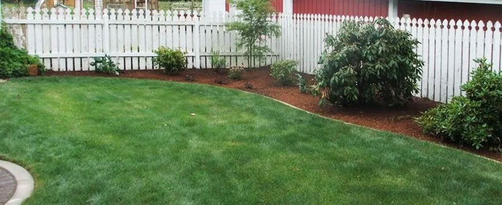 A lush green lawn with a white picket fence in the background.