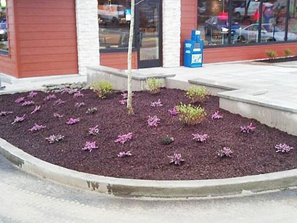 A garden with purple flowers in front of a building
