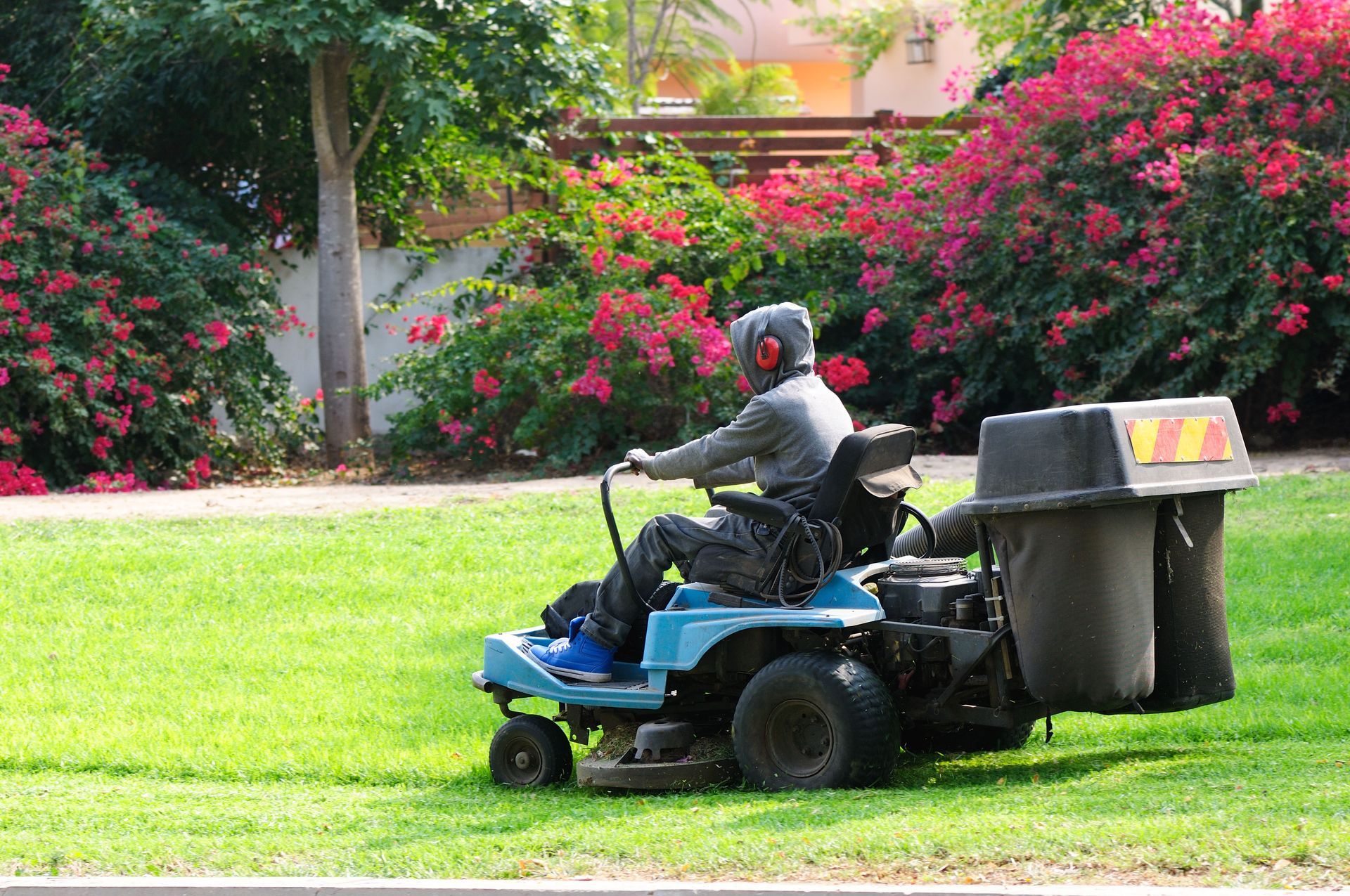 Person mowing a green lawn with a blue riding lawnmower, wearing ear protection, with red flowering bushes in the background.