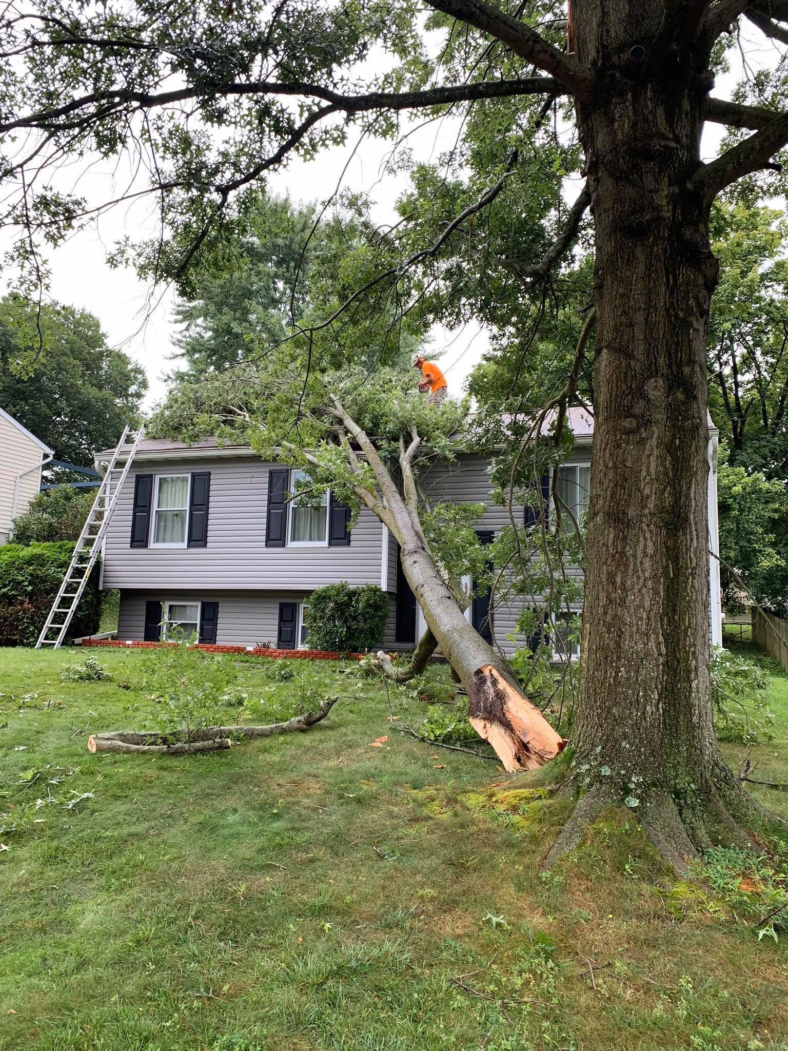 Tree MD
