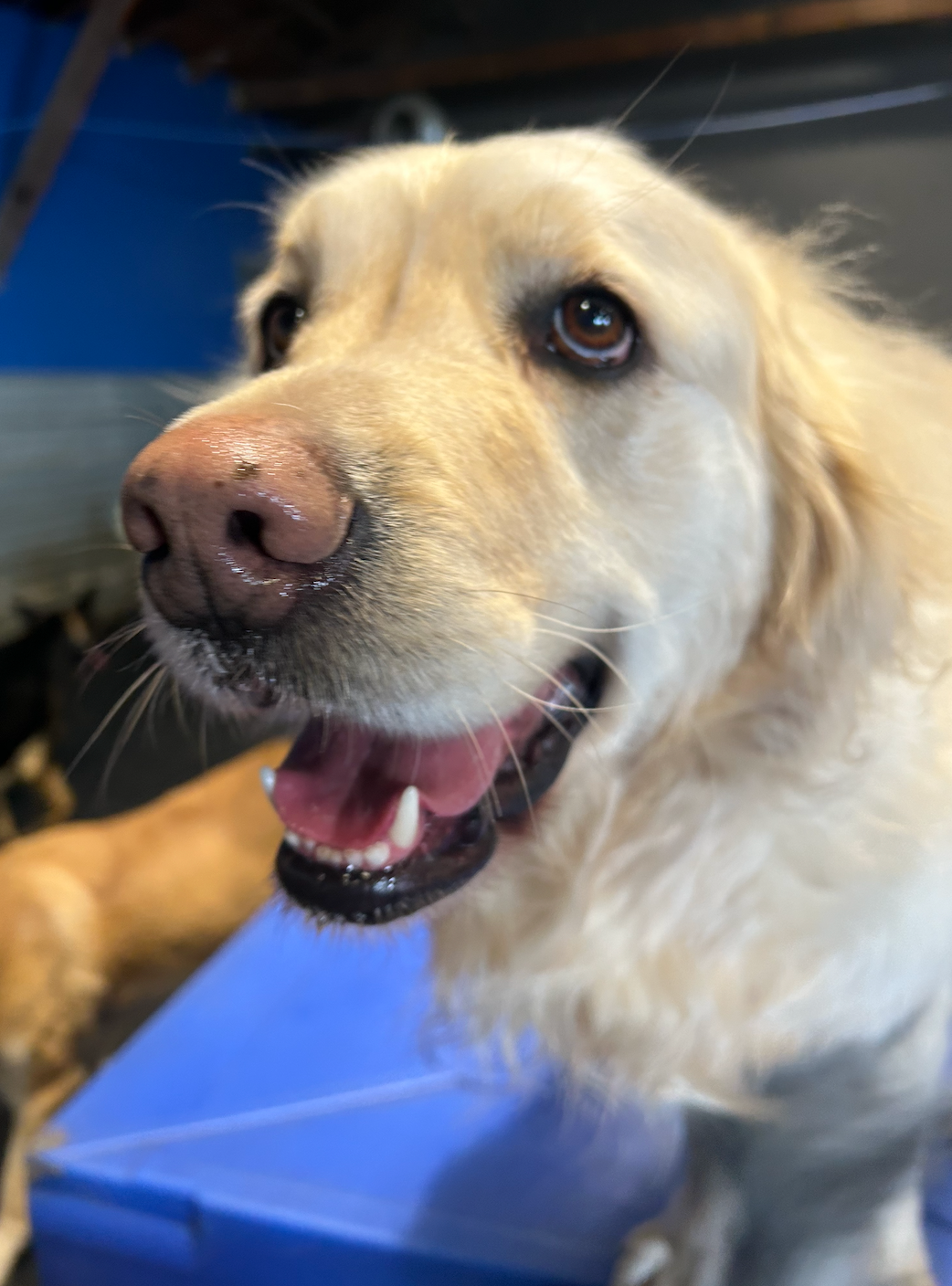 Cute dog on top of a pillow