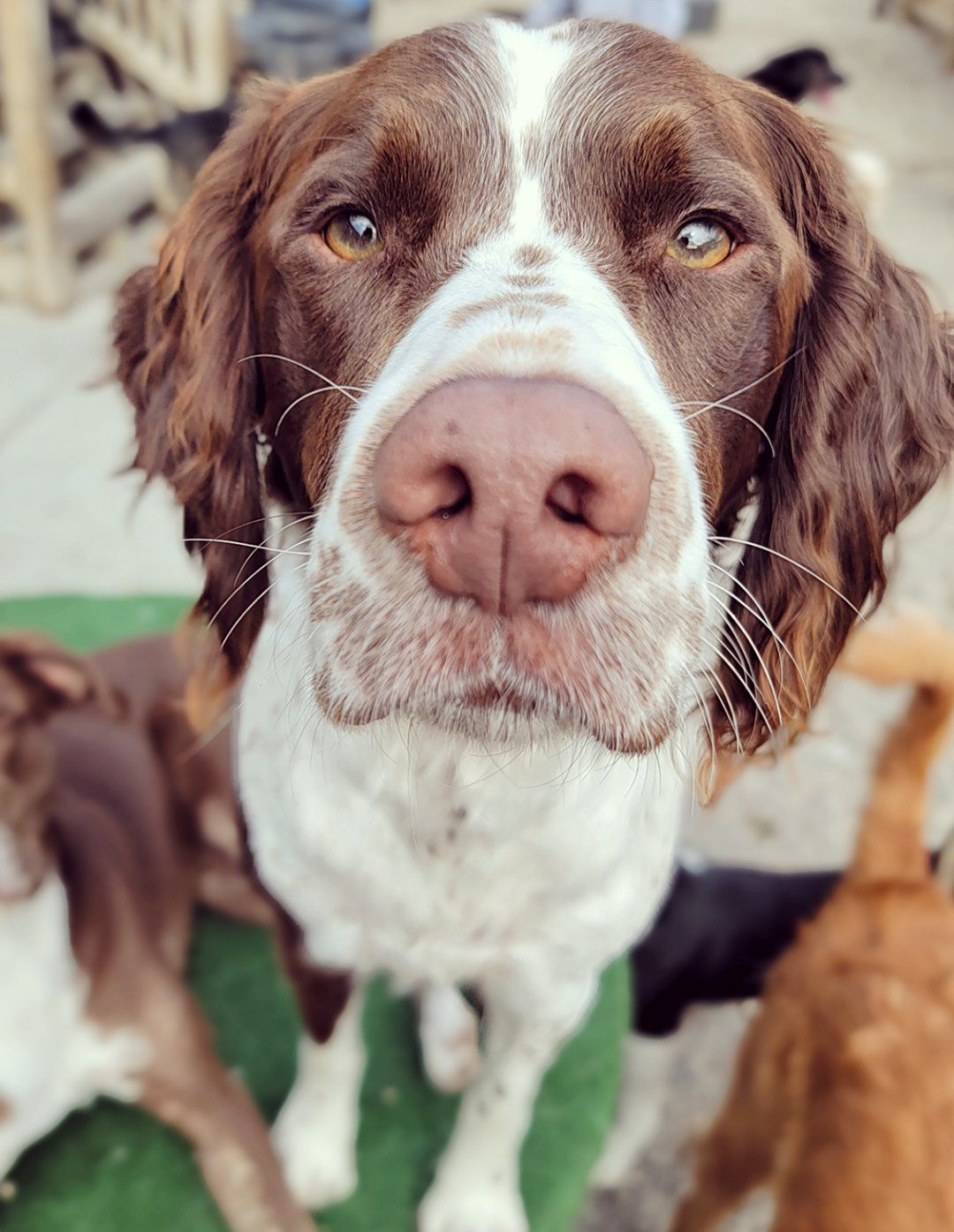 Cute brown and white dog