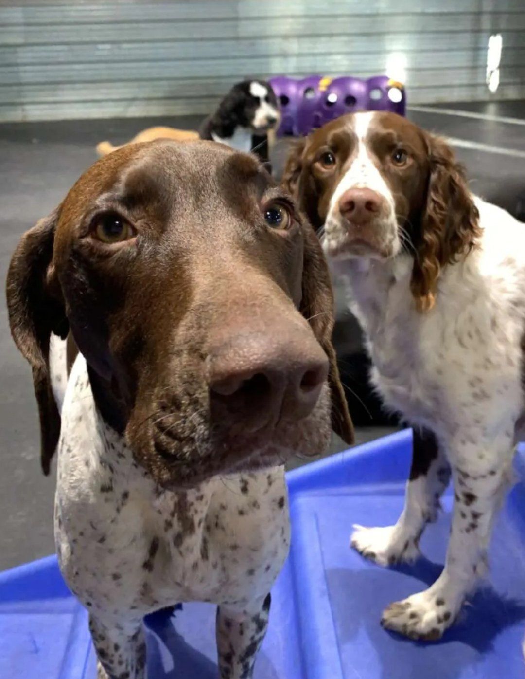 Brown dogs on close up