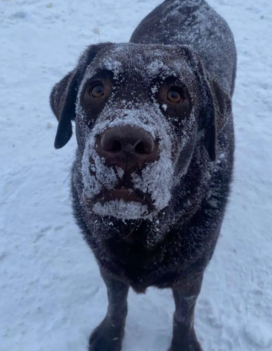 Black dog with snow on its face