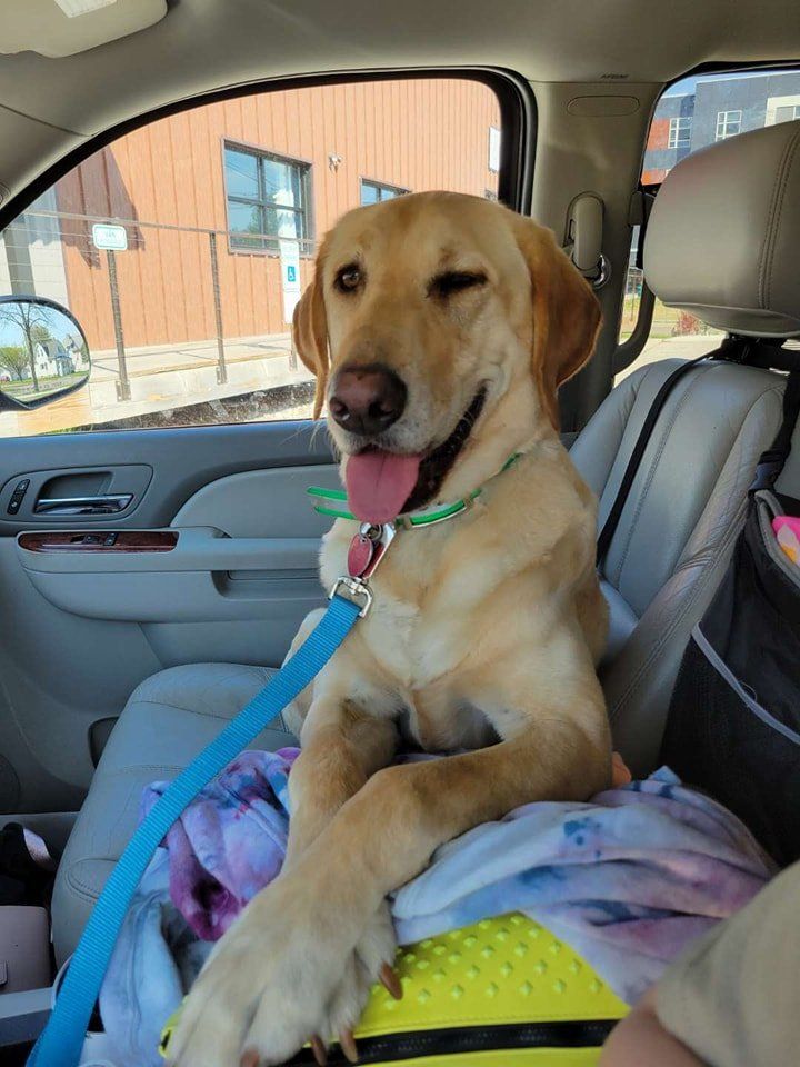 Brown dog on passenger seat