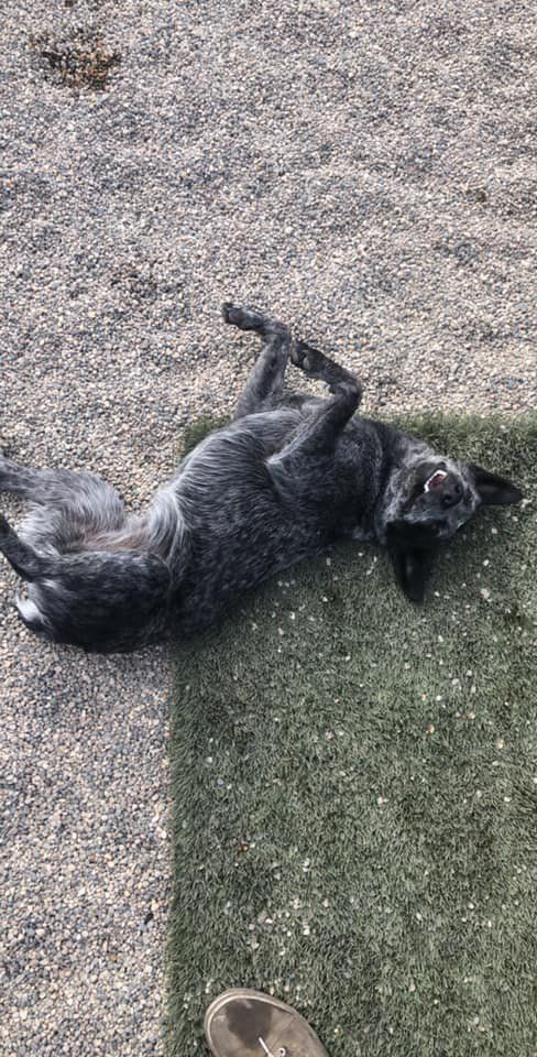 Black dog lying on the floor