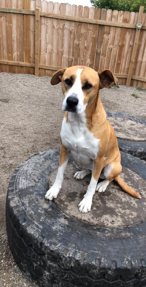 Brown dog sitting outside