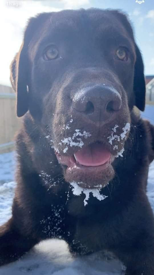 Black dog with snow on its mouth