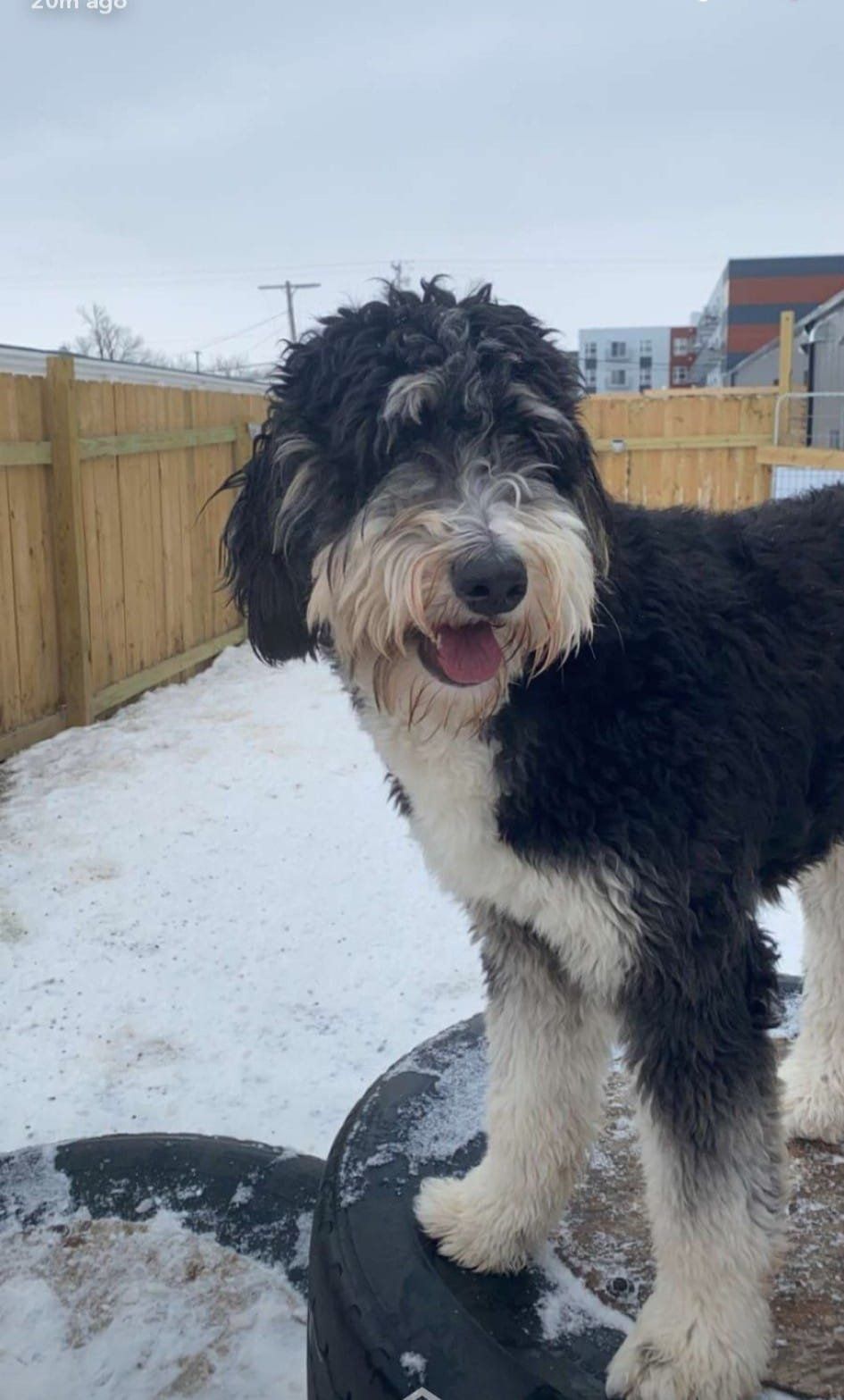 Dog standing outside