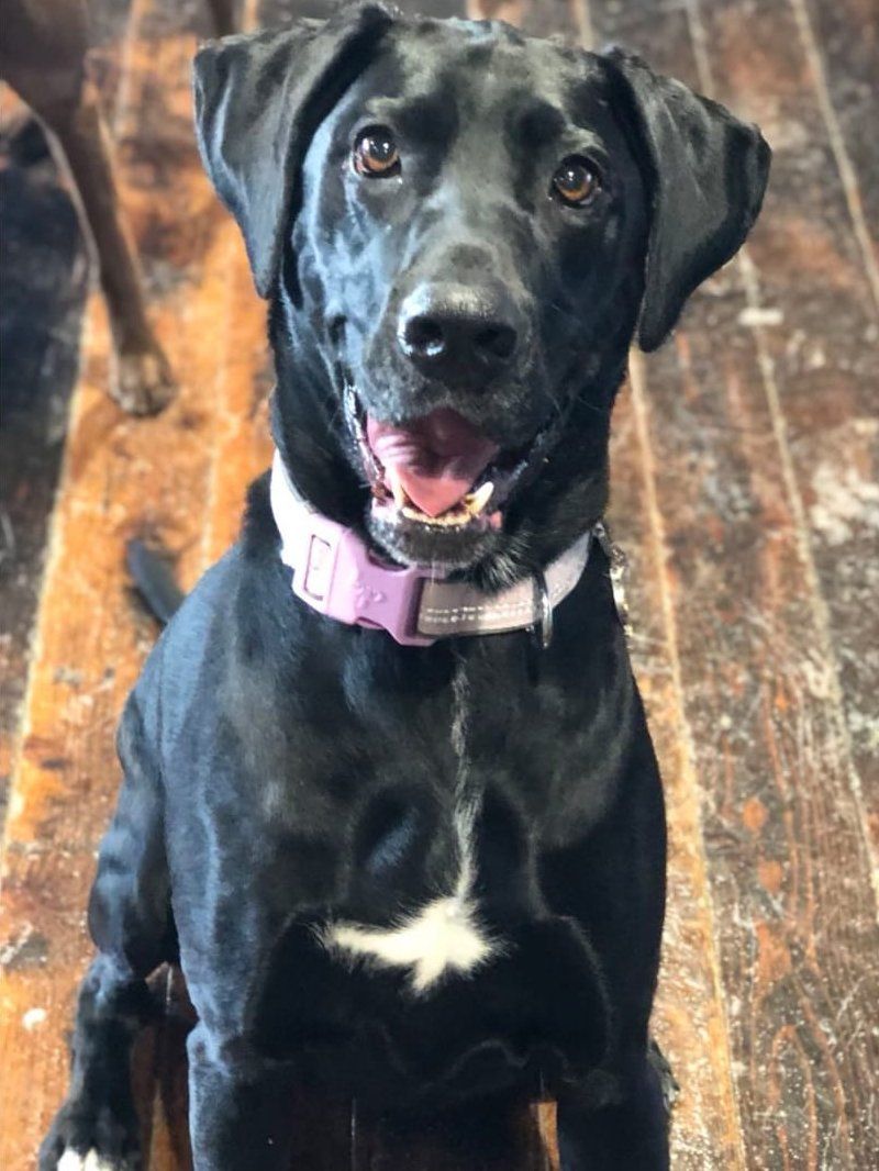 Black dog with pink collar