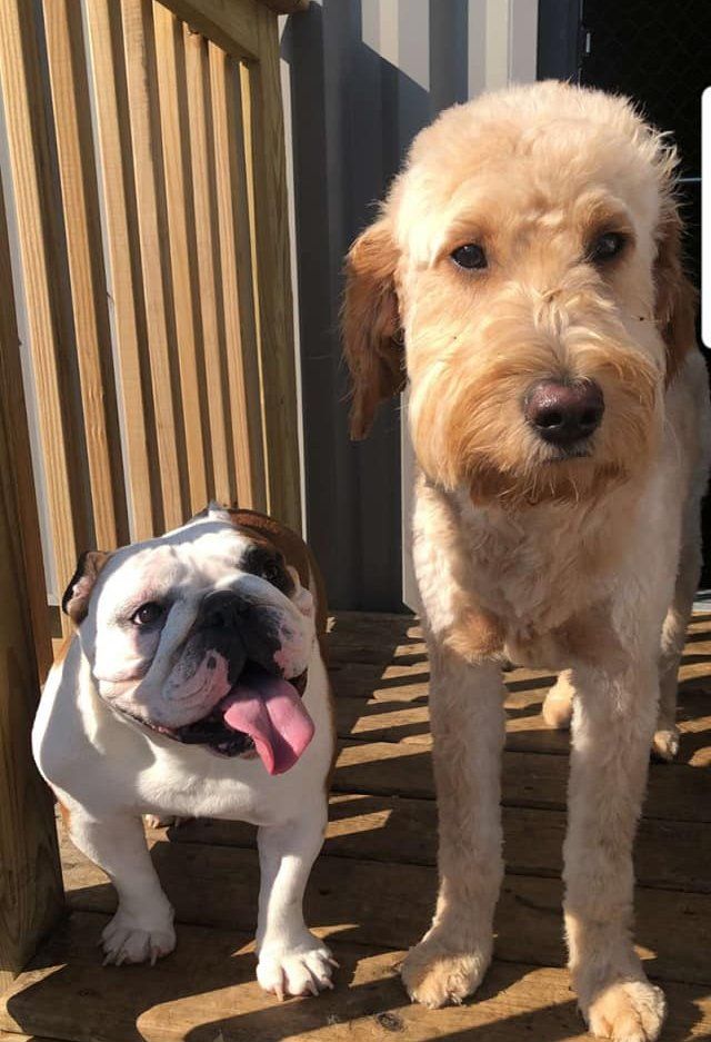 Two dogs standing on a deck